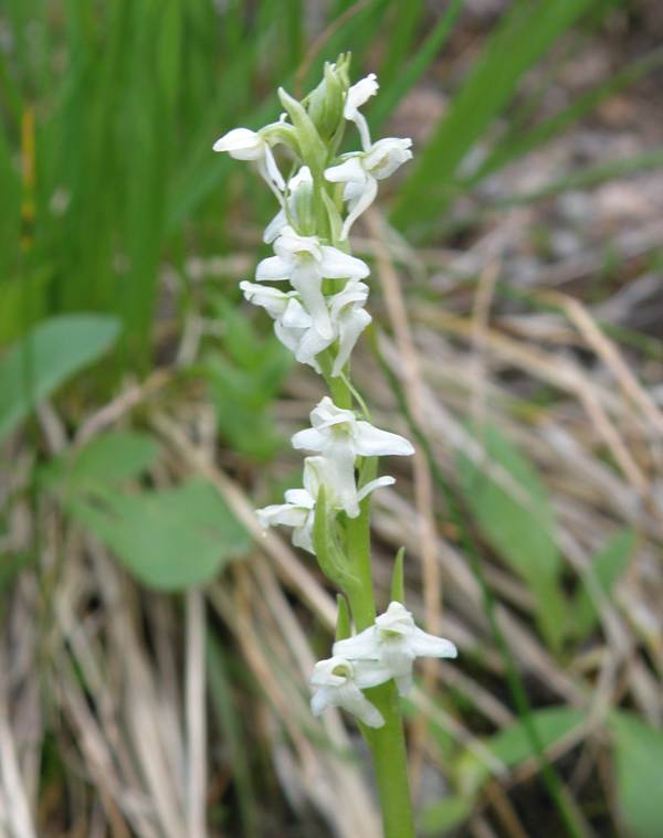 White Bog-orchid