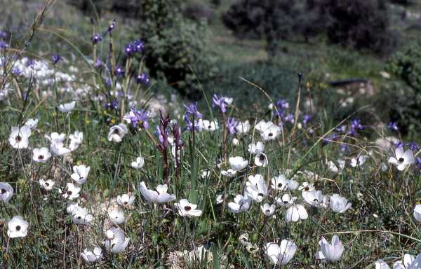 Ranunculus asiaticus, Crete