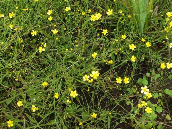 Lesser Spearwort in boggy grassland