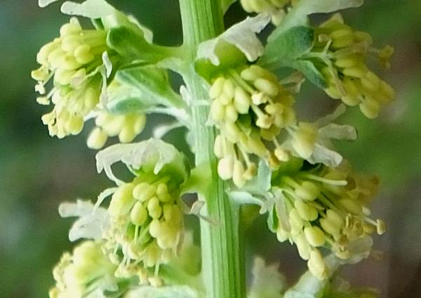 Closeup of flowers of Wild Mignonette