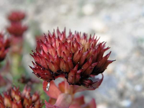 Rhodiola rosea. King's Crown - closeup of flowers