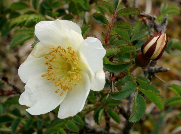 Close-up of Burnet Rose, Rosa pimpinellifolia