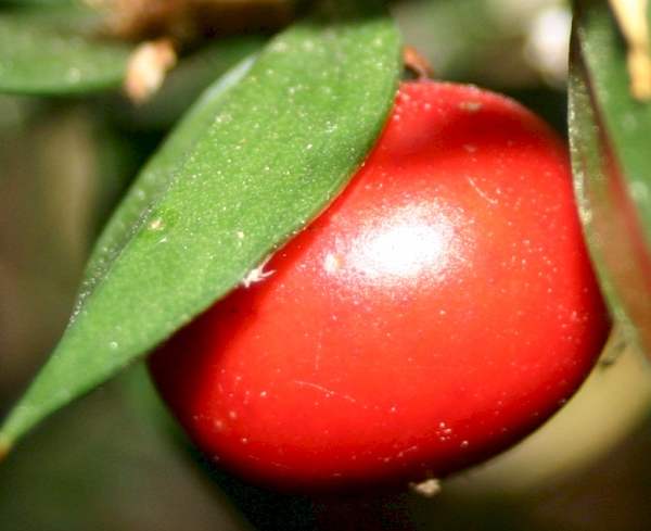 Ripe berry of Ruscus aculeatus, Butcher's Broom