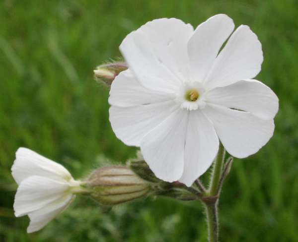 White Campion, flower closeup