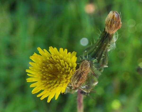 Prickly Sow-thistle, closeup ,og flowers and buds