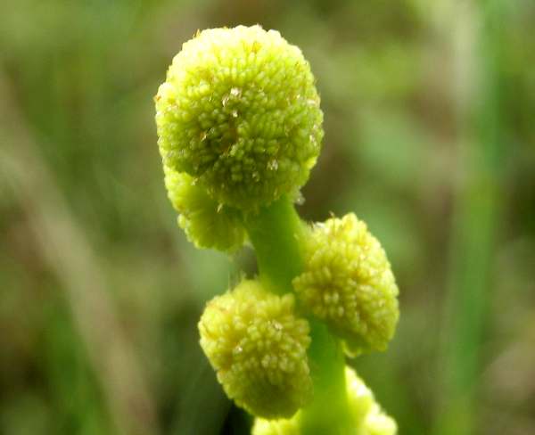 Male flowers of Sparganium emersum