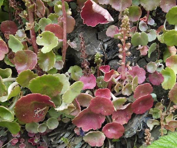 Wall Pennywort with deep red tinge