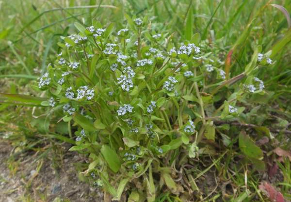 Valeriana locusta, Common Cornsalad, plant in bloom