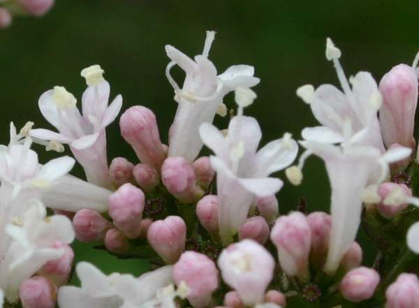Common Valerian, Valeriana officinalis, closeup of flowers
