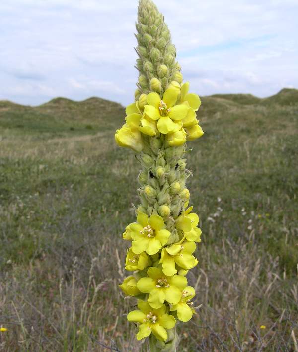 Great Mullein flowers