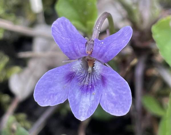 Flower of Early Dog-violet