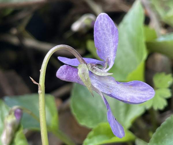 Closeup of spur of Early Dog-violet flower