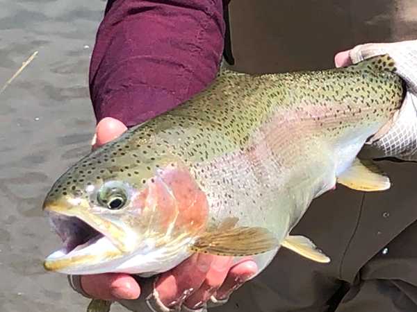 Pat O'Reilly with a typical Rainbow Trout from the lake at Wheat's Ranch