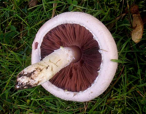 agaricus campestris, most prevelant tasty
                          shroom in so cal