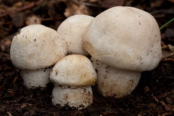 Agaricus urinascens, Macro Mushroom