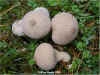 Lycoperdon perlatum Common Puffball