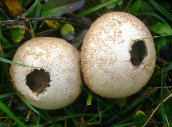 Lycoperdon perlatum, Common Puffballs, old fruitbodies