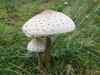 Macrolepiota procera, Parasol Mushroom