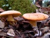 Amanita caesarea - Caesar's mushroom