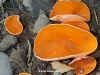Aleura aurantia, Orange Peel Fungus