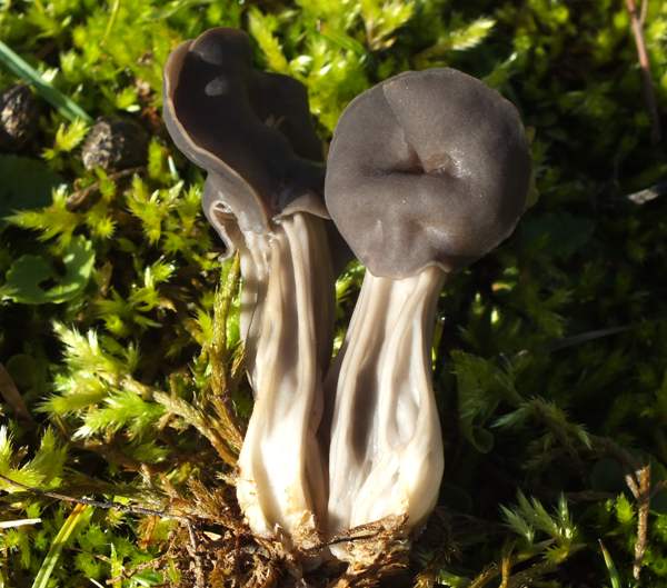 Helvella lacunosa, Elfin Saddle fungi, England