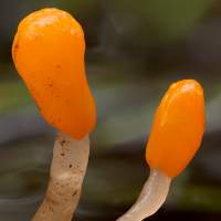 Mitrula paludosa, closeup of caps and stems