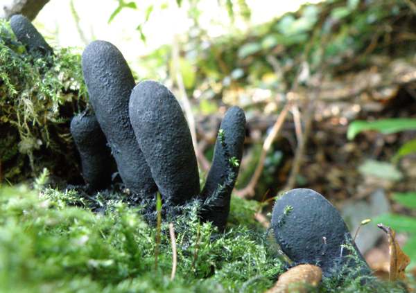 Xylaria polymorpha - Dead Man's Fingers