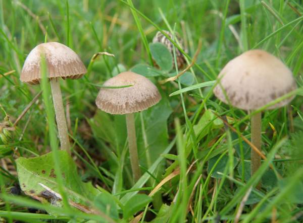 Panaeolina foenisecii - Brown Mottlegill showing the caps drying out and turning buff from the centre