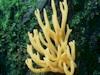 Calocera viscosa - Yellow Stagshorn