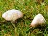Entoloma prunuloides, Mealy Pinkgill