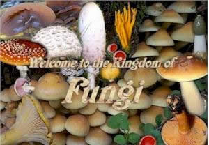 "Fungi of the British Isles" icon