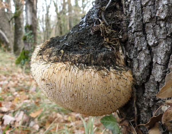 What are habitats of fungi?