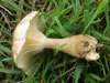 Ampulloclitocybe clavipes, Club Foot mushroom