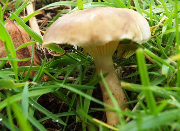 Ampulloclitocybe clavipes, Somerset