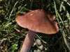 cuphophyllus-colemannianus - Toasted Waxcap