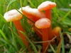 Hygrocybe cantharellus - Goblet Waxcap