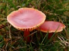 Hygrocybe coccinea - Scarlet Waxcap