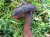 Hygrocybe ovina, Blushuing Waxcap