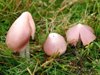 Porpolomopsis calyptriformis - Pink Waxcap