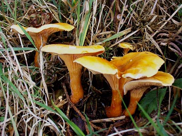 A group of False Chanterelles in south Wales