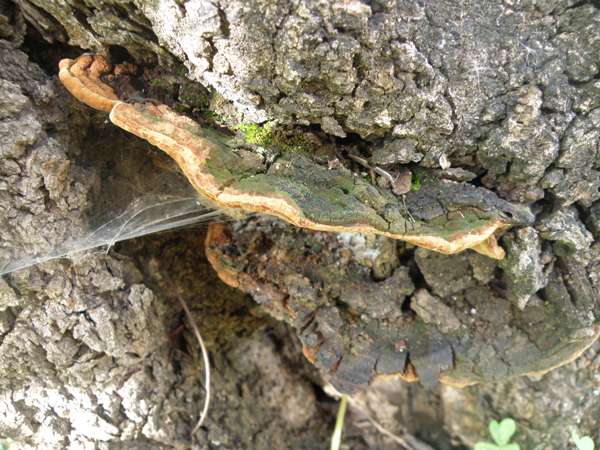 Fuscoporia torulosa, Tufted Bracket, on an old oak tree  in Portugal