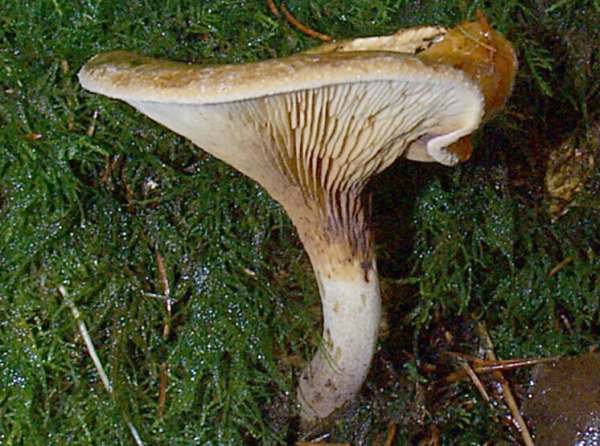 Paxillus involutus - Brown Rollrim , Pembrokeshire, Wales