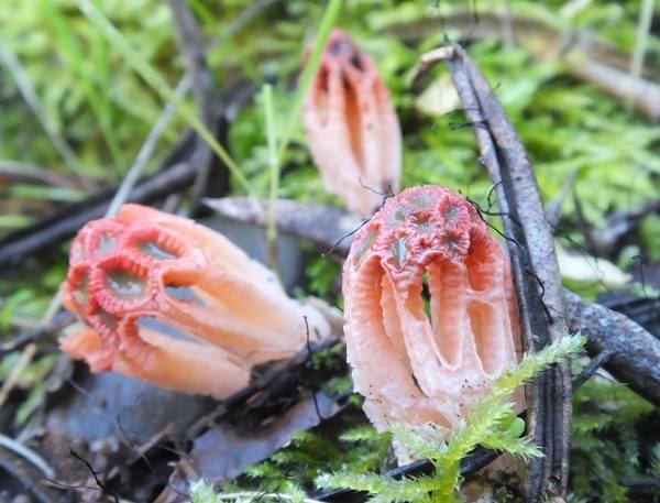 Colus hirudinosus, stinkhorn fungi