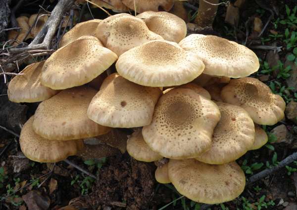 Honey Fungus in profusion, Cambridge, England