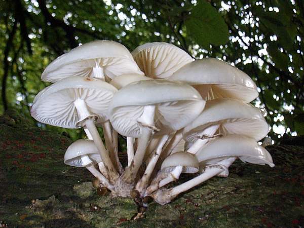 Oudemansiella mucida - Porcelain Fungus