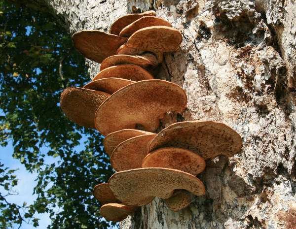 Polyporus squamosus on a Sycamore in North Wales