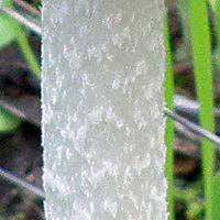 Stem surface of Coprinopsis picacea