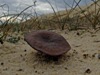 Psathyrella ammophila - Dune Brittlestem