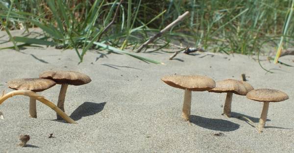 Dune Brittlestem mushroom adjacent to Marram Grass