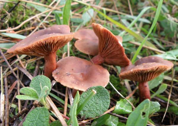 Lactarius camphoratus - Curry Milkcap in pine woodland, Wales UK